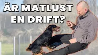 Vilka är Hundens tre Drifter?