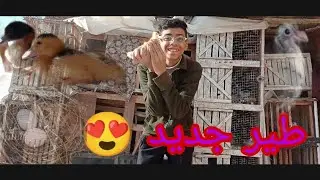 طير جديد عند الحمام 🕊️ وحمام باض 😍 متوقعتش ده يحصل 🔥
