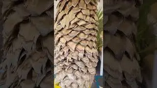 Yucca Rigida