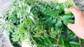 Lunch box || America schools || Charter Public Private Christian ఇన్ని రకాలు || Small harvest