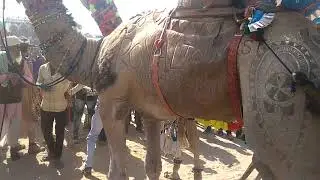 PUSHKAR FAIR 2018 DAY2 PART 3 CAMEL DECORATION