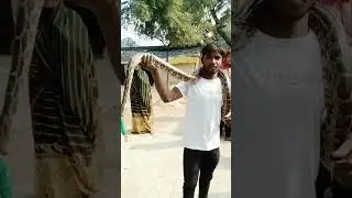 अजगर#indian rock paithani #Boaa#tufani rescue