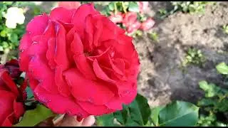 Обзор: Амадеус  - Роза плетущаяся