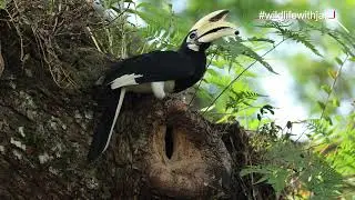 Male Hornbill Feeding Female in Nest Hole