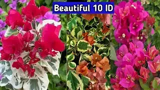 Beautiful 10 Bougainvillea Flower Varieties With Names Or IDs #bougainvillea