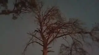 fawara Chouk abbottabad / Pine tree cut and clear road by local govt of Abbottabad