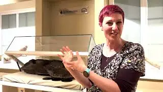 Oldest carved wood in Britain returns to West Berkshire