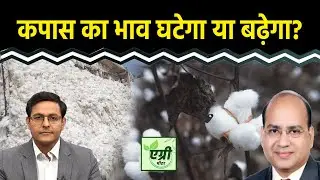 Commodity Market : फसल वर्ष 2025-26 में Cotton Production को लेकर CAI का क्या है अनुमान? Agri