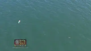 Police Catch Man Swimming Alongside Shark Following Police Pursuit