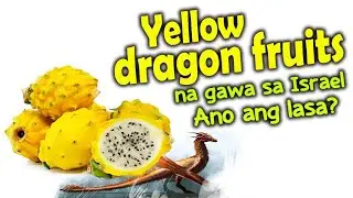 WOW!YELLOW DRAGON FRUITS NG ISRAEL/ANO ANG LASA NITO?/FIRST TIME TO TASTE