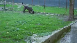 LEO... il molossoide pericoloso...