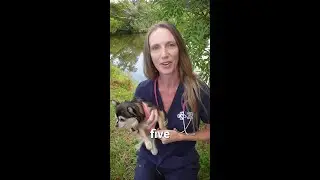 Vet Tips for Traveling with Pets