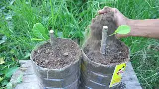 Best Method Grafting Jackfruit Tree Using Toothpaste Get Amazing Results | Grafting Jackfruit Tree