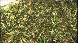 SIMPLY MING VODCAST 1011: The Azores - Pineapple Plantation