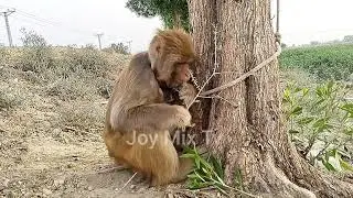 Monkey Trying to Untie Rope | Wild Animal Moment 🐒 | Joy Mix Tv 