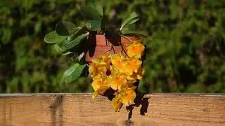 How I make orchid Dendrobium aggregatum (D.lindleyi) bloom April 2023