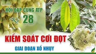 Kiểm Soát Cơi Đọt Giai Đoạn Xổ Nhụy | An Thịnh Phát