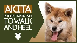 AKITA TRAINING! How to Train Your Akita to Walk To Heel!