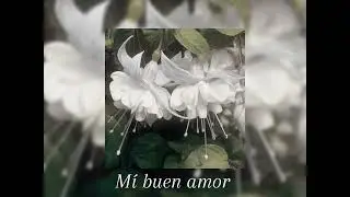 M&iacute; buen amor - Mon Lafert 🥀