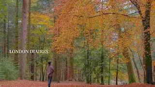 Уютная осень｜Отдых в лесу🍂