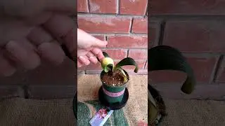 Кливия Перманент Свет Будды / Clivia Permanent Light of Budda Curly Leave #clivia