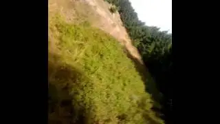 Picking wild blueberries near Goslar, Harz, Germany