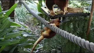 Goodfellow's Tree Kangaroo Joey is finding his feet!