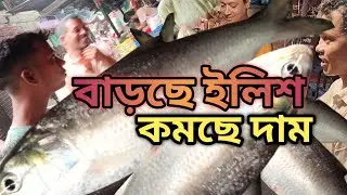 বাড়ছে ইলিশ কমছে দাম || barse ilish komce dam #বাড়ছে_ইলিশ_কমছে_দাম