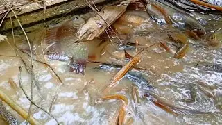 ДА БЛАГОСЛОВИТ АЛЛАХ РЫБУ, ИХ МНОГО И СОБРАЛИСЬ В ОДНУ МАС, БРАТ || В ПОИСКАХ РЫБЫ