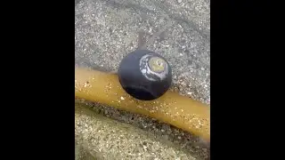 Tegula funebralis or the black turban snail or black tegula