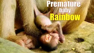 Premature baby Rainbow, Rainbow look so tiny &weak, Fresh Newborn Monkey 1496