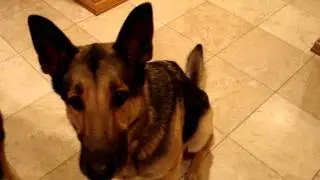 German Shepherd Dogs and Ragdoll Cats Eat Whole Life Pet - ラグドール - Floppycats