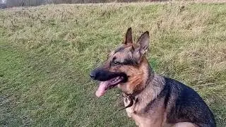 Quick walk in his fav park