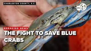 New blue crab law aims to protect species, local fisherman have major concerns