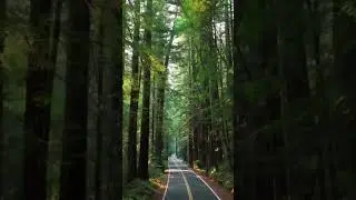 Humboldt County&rsquo;s Picturesque Landscapes | California&rsquo;s North Coast #shorts #travel