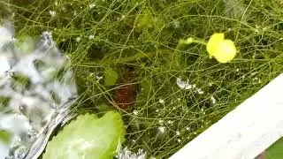 Utricularia Gibba
