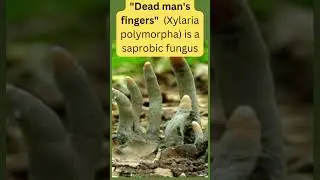 Dead man's fingers