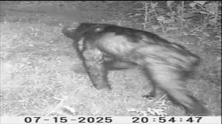 Trail Cam Cryptid Photo 2025