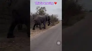 🦓🐘amazing, needs more protection ❤️❤️ #elephant #zebra #southafrica #shorts