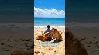 #goldenretriever #pets #27k #beach #trending #peace #trending #shorts #shortvideo #viral #love