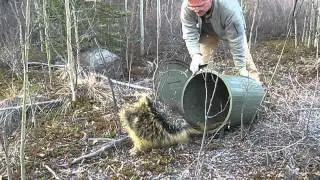 Medium size porcupine (Yukon)