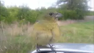 Hermoso ejemplar cantando  ( passerina ciris ) a media carretera