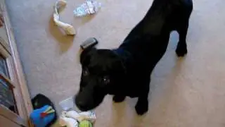 Zoey the Black Pearl