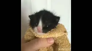 Kitten in a towel meme
