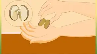 To study the structure of a seed - Science Activities