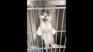 The Queen 👑of sass is back#fyp #cat #funnyvideos #catsoftiktok