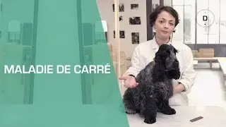 La maladie de carré chez le chien - Animaux