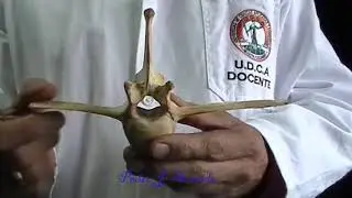Vértebras lumbares del equino