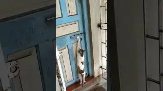 How cats open doors🤣😸🐈 #funny #funnyanimal #cat #cats #catvideos #catshorts #catlovers