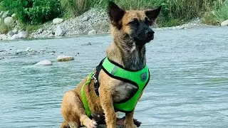 my dog
